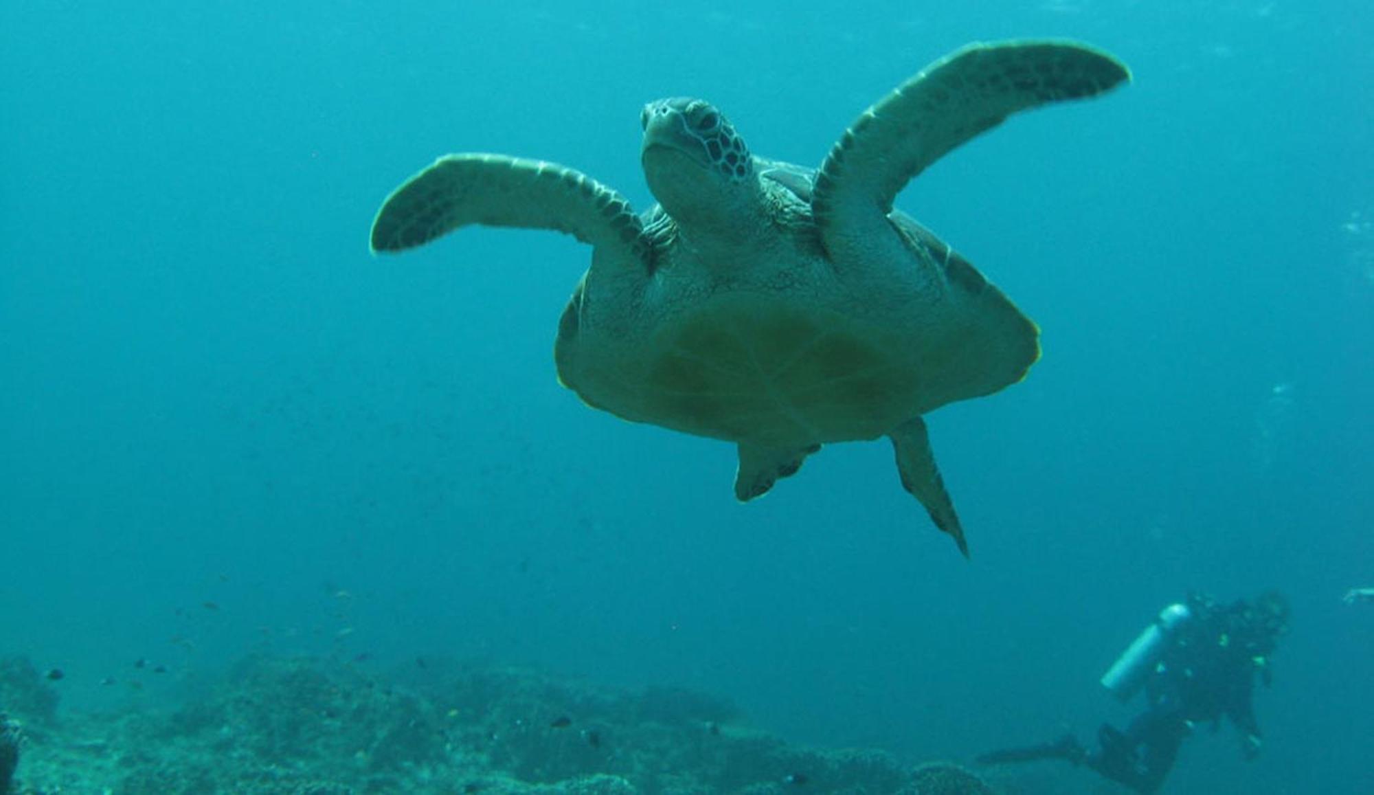 Gili Pirates Dive & Bnb غيلي تراوانغان المظهر الخارجي الصورة