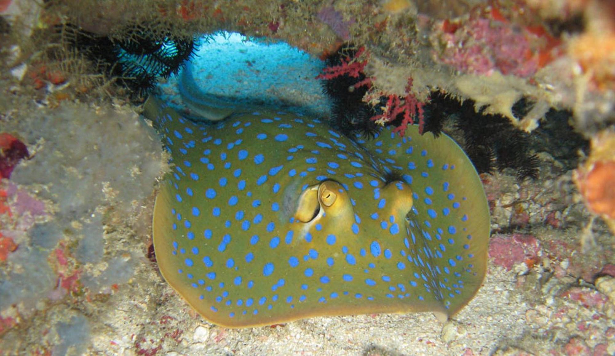 Gili Pirates Dive & Bnb غيلي تراوانغان المظهر الخارجي الصورة