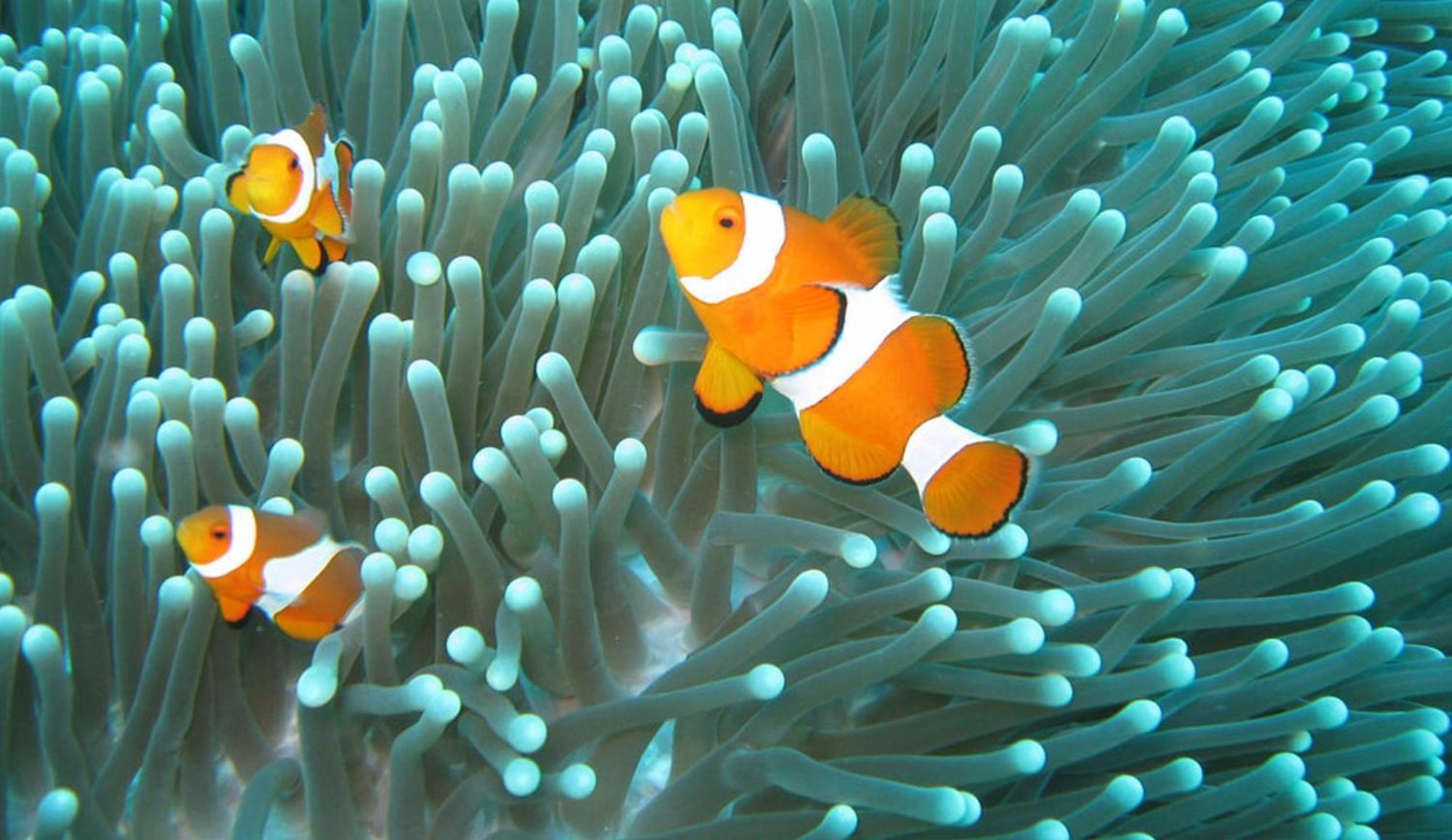 Gili Pirates Dive & Bnb غيلي تراوانغان المظهر الخارجي الصورة